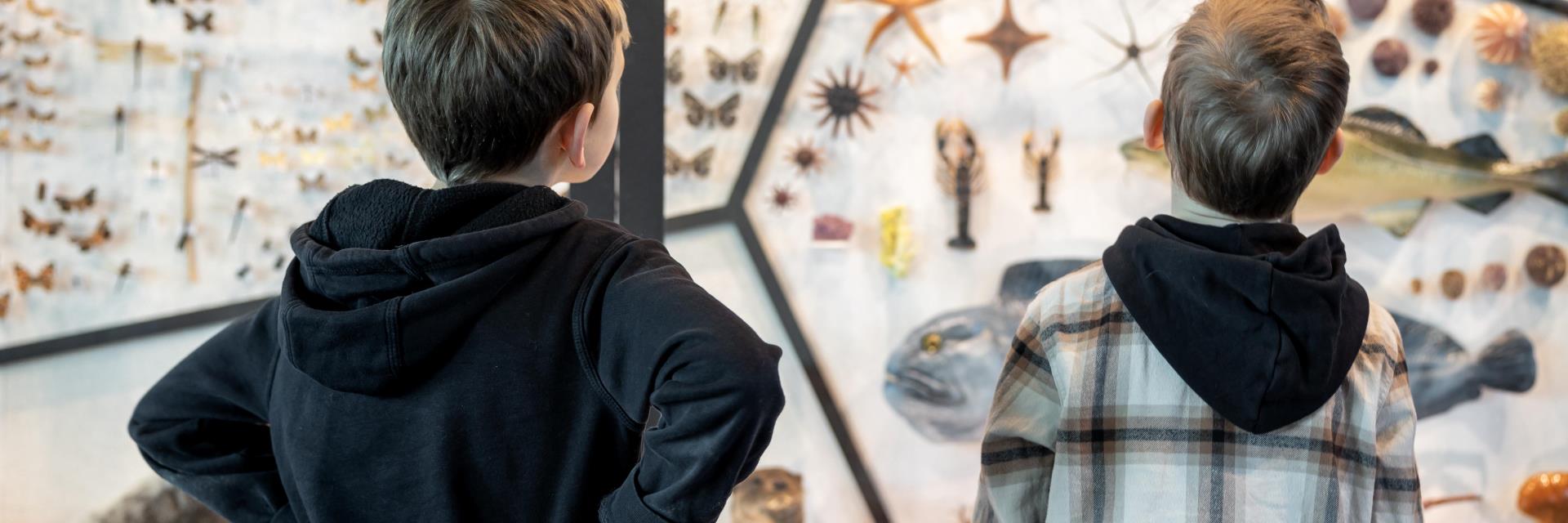 Fra utstillingen "Vår natur " ved Stavanger museum