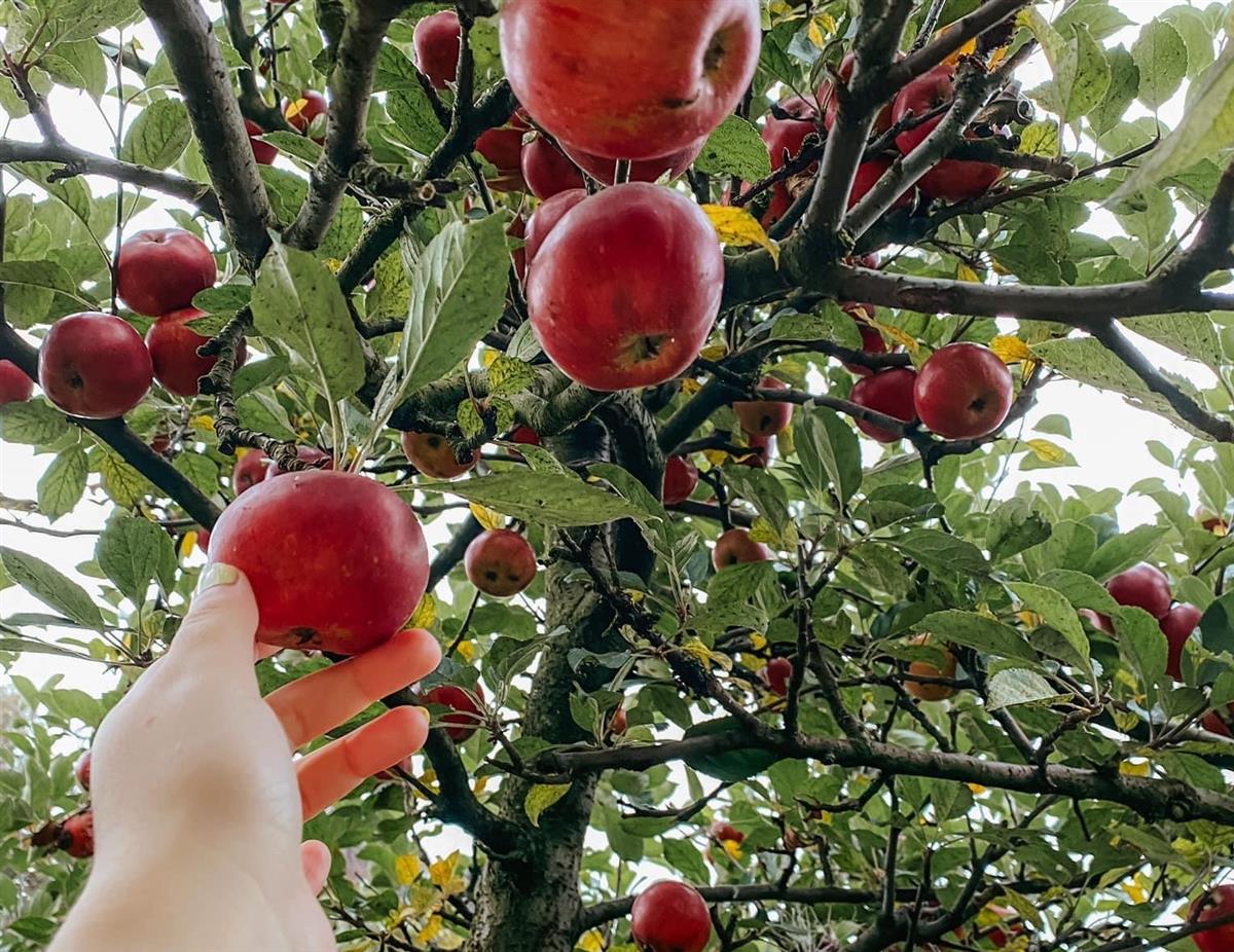 Røde epler på et tre, foto. - Klikk for stort bilde