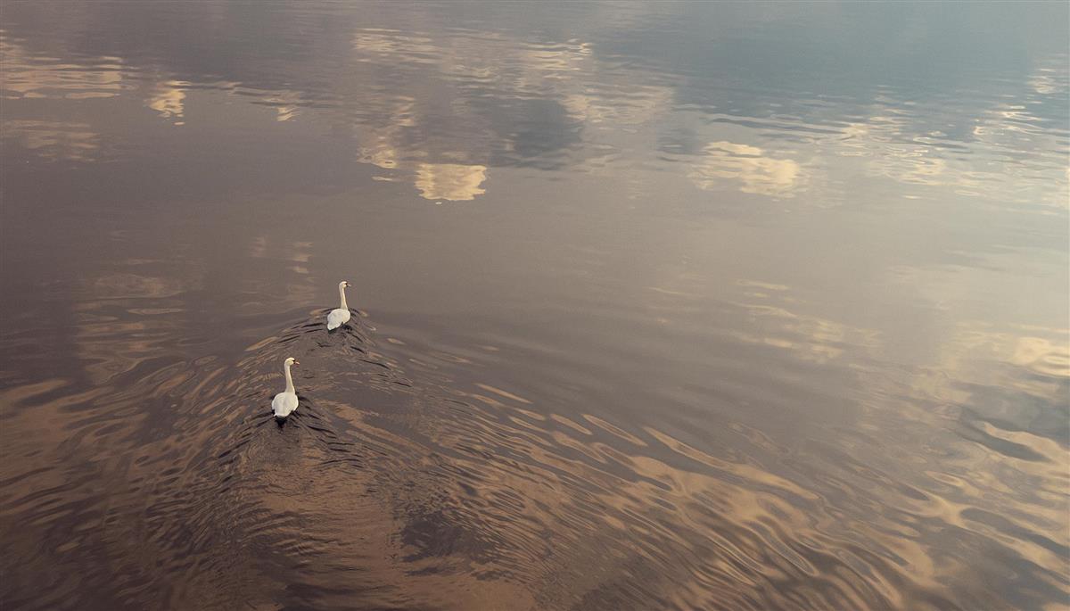 To svaner svømmer på blikkstille vann - Klikk for stort bilde