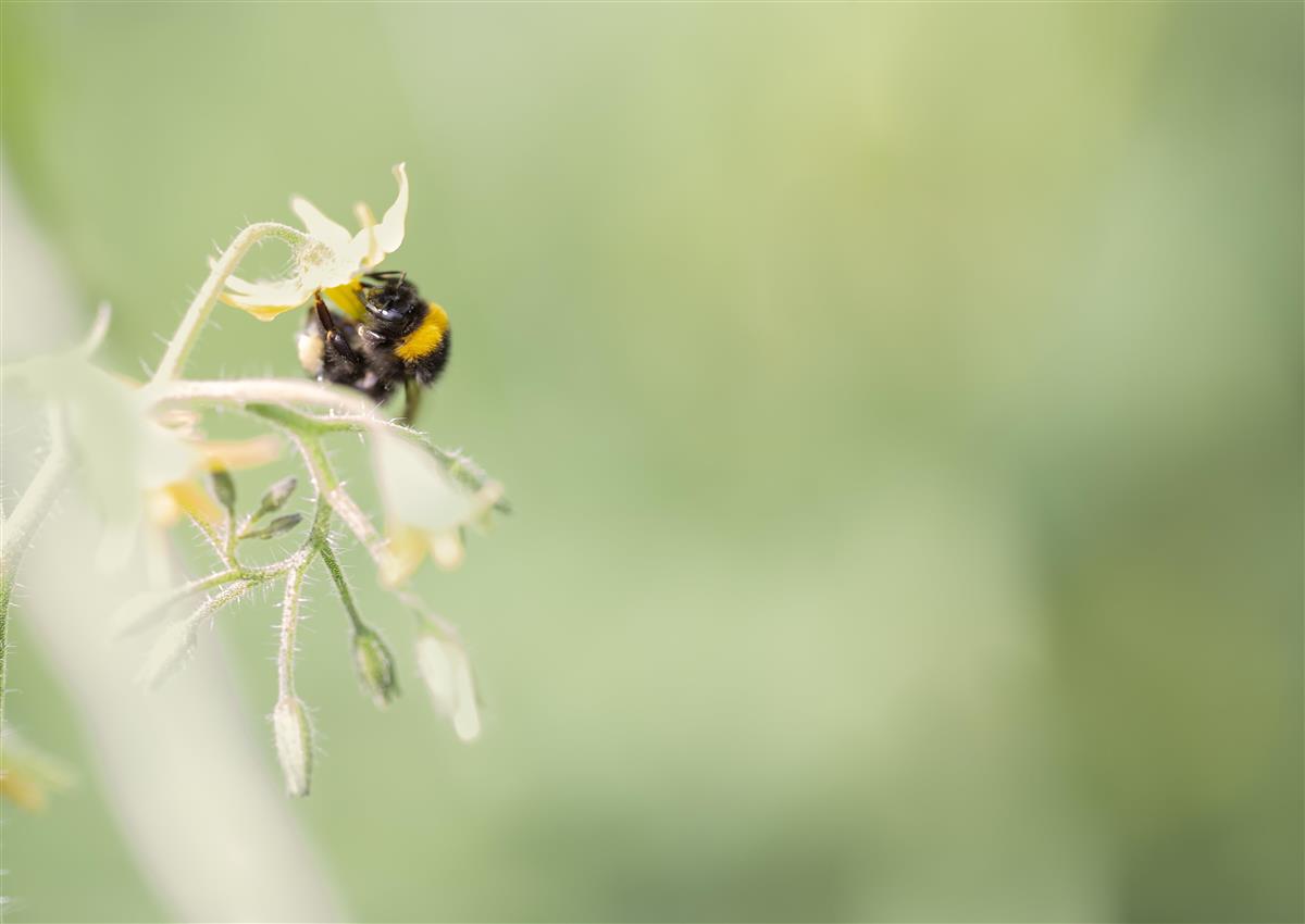 Humle sitter på blomst. - Klikk for stort bilde